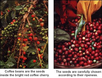 Coffee beans are the seeds inside the bright red coffee cherry.